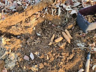 산약초농원님의 자유주제 · 자유게시판 작성글 사진