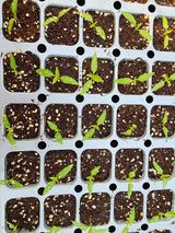 팜모닝 고추 모종 심으셨나요?·참여글 게시글 이미지