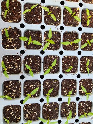 김정기 님의 고추 모종 심으셨나요? · 참여글 작성글 사진