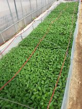 팜모닝 고추 모종 심으셨나요?·참여글 게시글 이미지