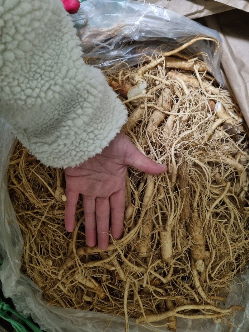 모두팜님의 장터 판매 상품 [25년 햇인삼 2k] 첨부 사진