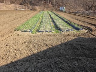 박천규 님의 고추 모종 심으셨나요? · 참여글 작성글 사진