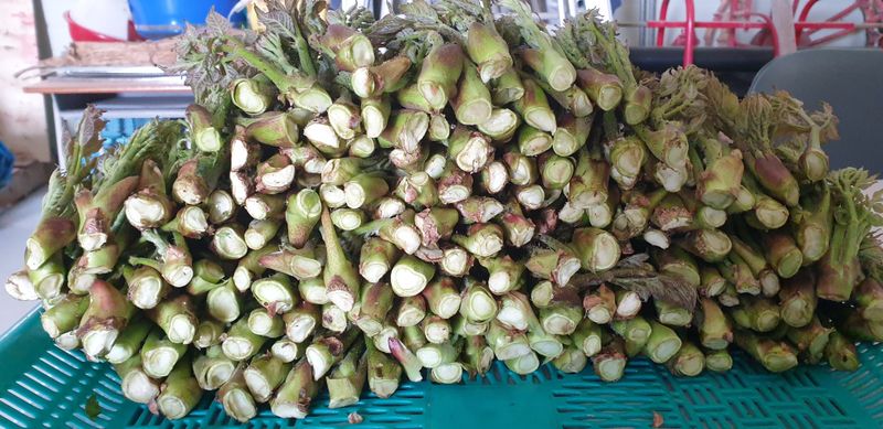 잡곡류님의 장터 판매 상품 [자연산 산두릅 1kg] 첨부 사진