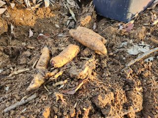 산약초농원님의 자유주제 · 자유게시판 작성글 사진