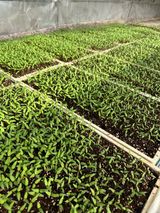 팜모닝 고추 모종 심으셨나요?·참여글 게시글 이미지