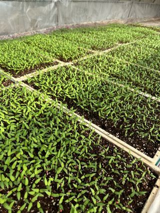 이재운님의 고추 모종 심으셨나요? · 참여글 작성글 사진