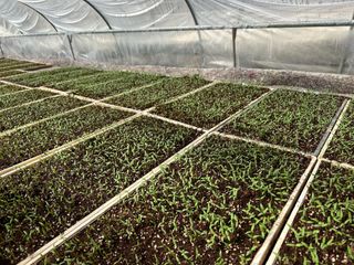 이재운님의 고추 모종 심으셨나요? · 참여글 작성글 사진