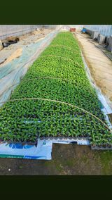 팜모닝 고추 모종 심으셨나요?·참여글 게시글 이미지