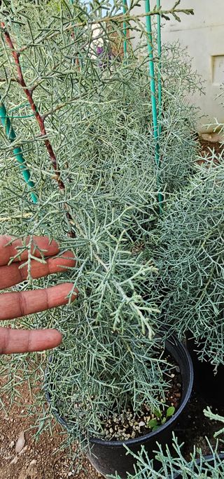 뿌리묘목농원님의 자유주제 · 자유게시판 작성글 사진