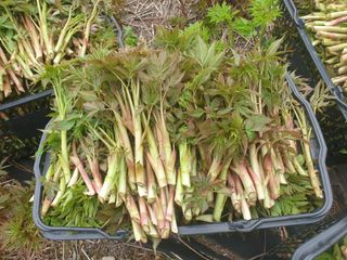 홍천산채농원님의 작성글 사진