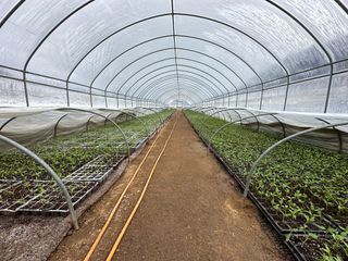 이재운님의 고추 모종 심으셨나요? · 참여글 작성글 사진