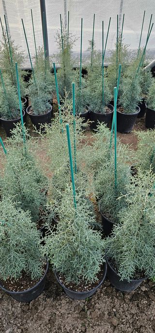 뿌리묘목농원님의 자유주제 · 자유게시판 작성글 사진