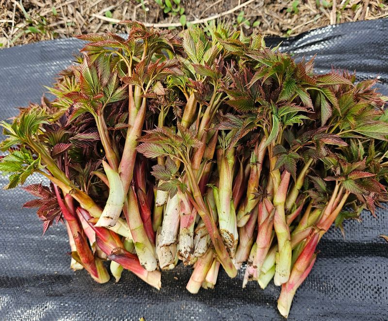 홍천산채농원님의 장터 판매 상품 [유기농산물 눈개승마 ] 첨부 사진