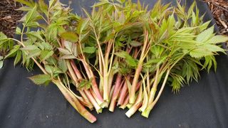 홍천산채농원님의 작성글 사진