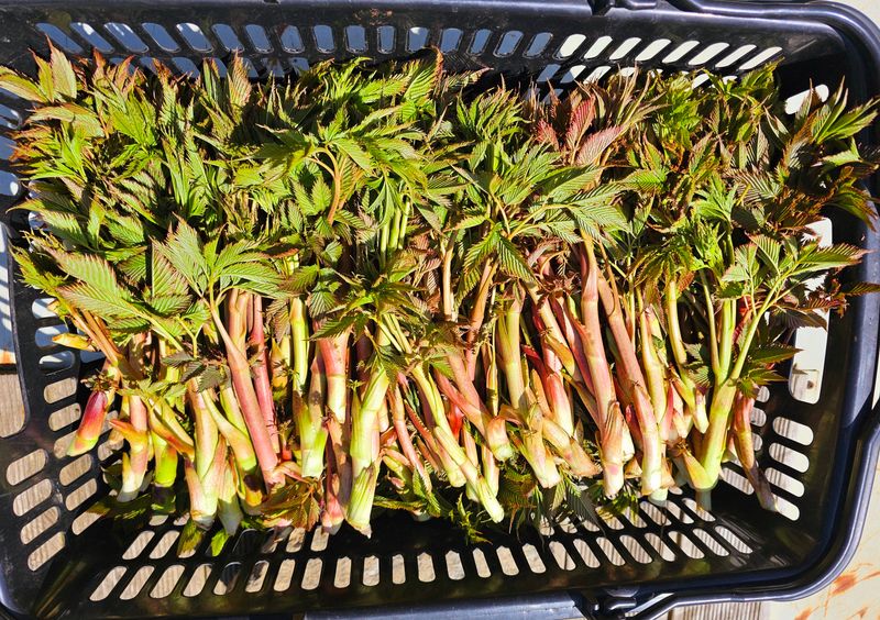 홍천산채농원님의 장터 판매 상품 [유기농산물 눈개승마 ] 첨부 사진