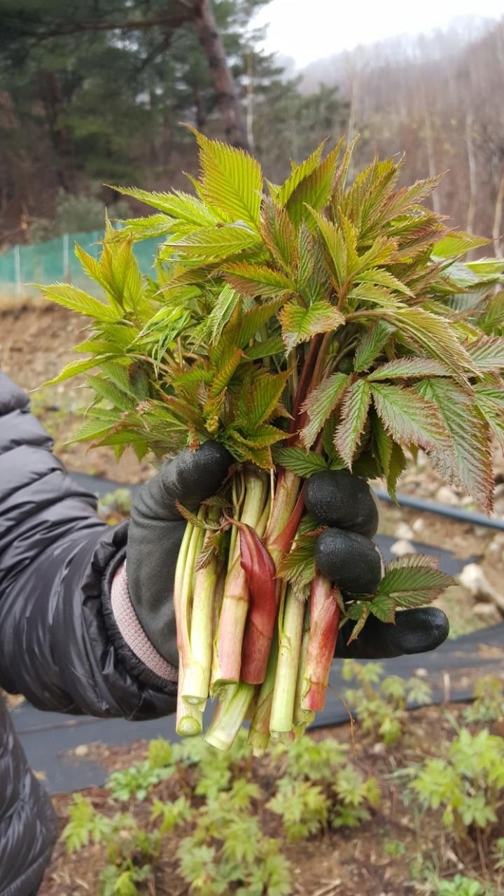 홍천산채농원님의 장터 판매 상품 [유기농산물 눈개승마 ] 첨부 사진