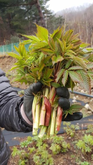 홍천산채농원님의 작성글 사진