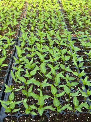 이재운님의 고추 모종 심으셨나요? · 참여글 작성글 사진