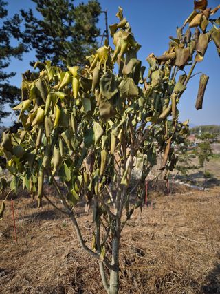 황찬용님의 농사, 무엇이든 물어보세요! · 참여글 작성글 사진