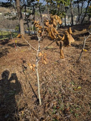 황찬용님의 농사, 무엇이든 물어보세요! · 참여글 작성글 사진