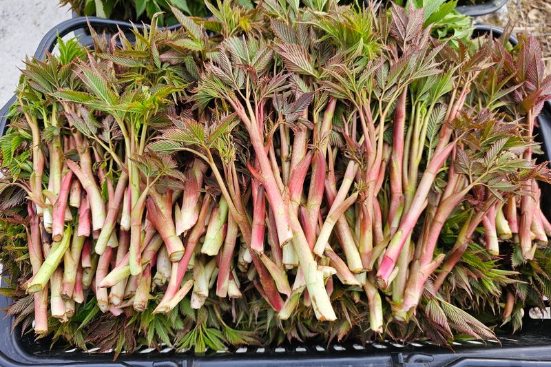 홍천산채농원님의 장터 판매 상품 [유기농산물 눈개승마 ] 첨부 사진