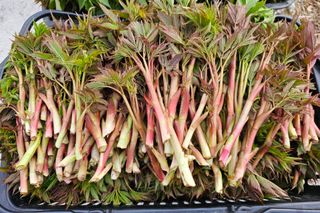 홍천산채농원님의 작성글 사진