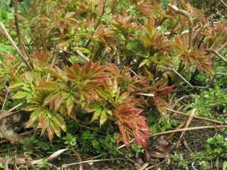 홍천산채농원님의 작성글 사진