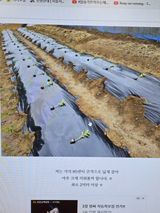 팜모닝 자유주제·자유게시판 게시글 이미지