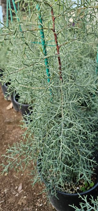 뿌리묘목농원님의 자유주제 · 자유게시판 작성글 사진