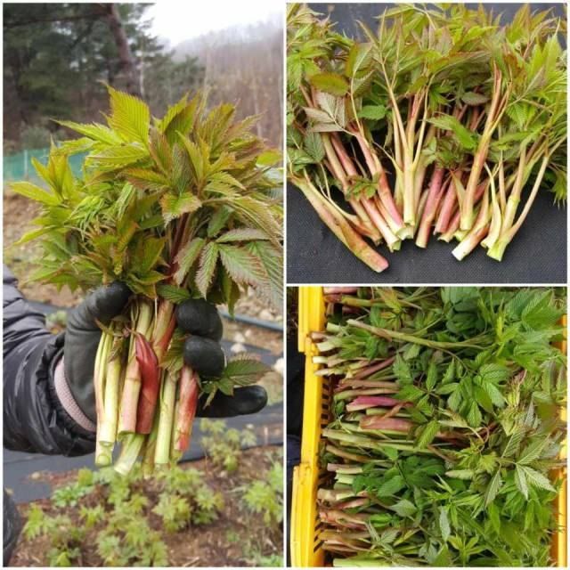 홍천산채농원님의 장터 판매 상품 [유기농산물 눈개승마 ] 첨부 사진