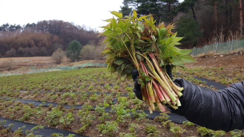 홍천산채농원님의 장터 판매 상품 [유기농산물 눈개승마 ] 첨부 사진