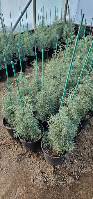 뿌리묘목농원님의 자유주제 · 자유게시판 작성글 사진