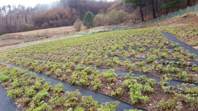 홍천산채농원님의 장터 판매 상품 [유기농산물 눈개승마 ] 첨부 사진