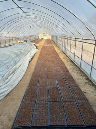 이재운님의 고추 모종 심으셨나요? · 참여글 작성글 사진