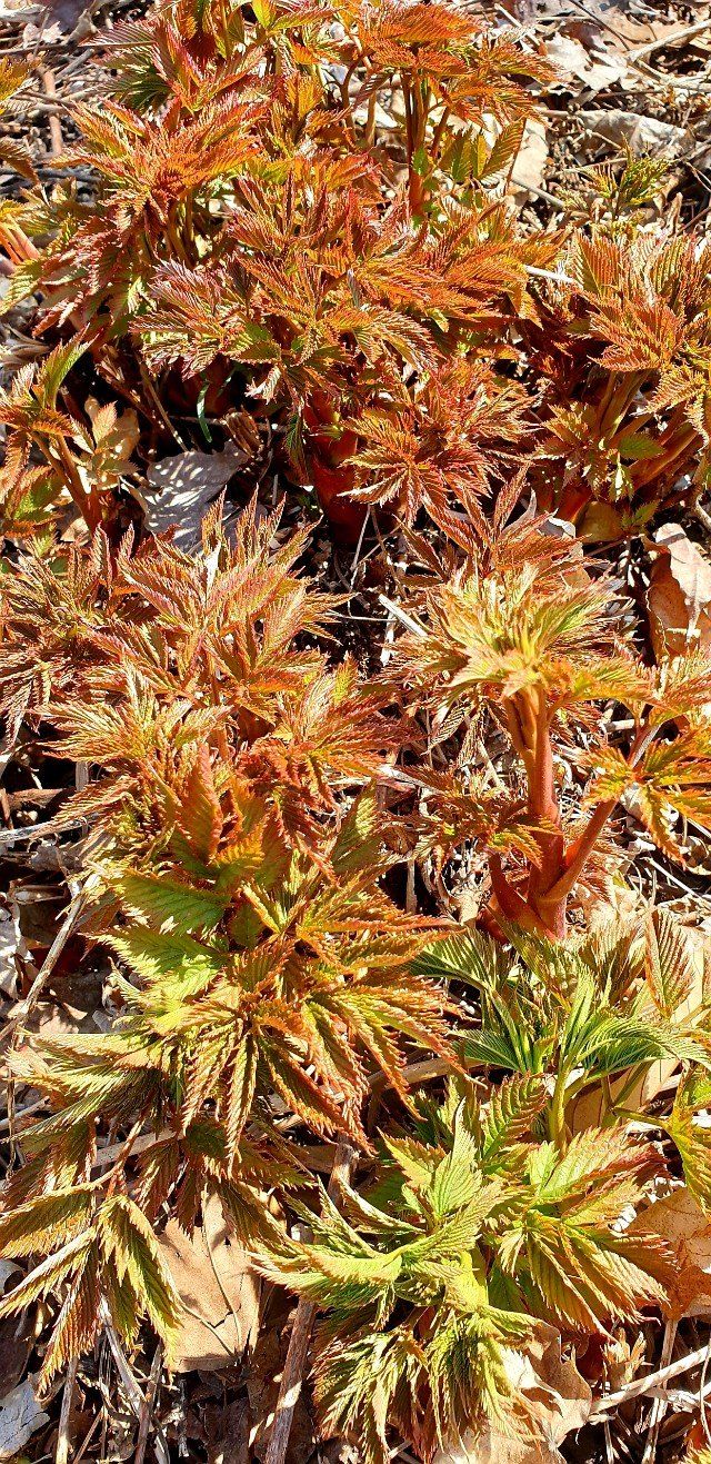 홍천산채농원님의 장터 판매 상품 [유기농산물 눈개승마 ] 첨부 사진