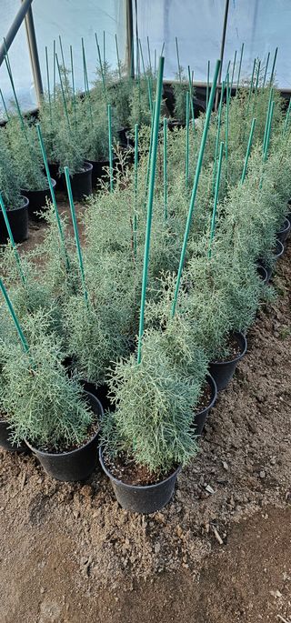 뿌리묘목농원님의 자유주제 · 자유게시판 작성글 사진