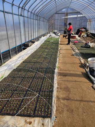 송청님의 고추 모종 심으셨나요? · 참여글 작성글 사진