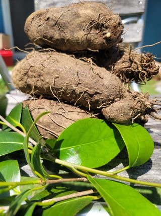 둥근마지기님의 작성글 사진