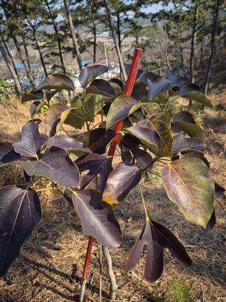 황찬용님의 농사, 무엇이든 물어보세요! · 참여글 작성글 사진