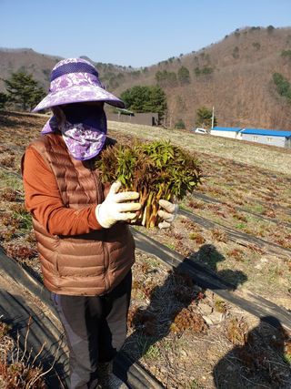 홍천산채농원님의 작성글 사진
