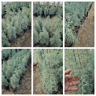 뿌리묘목농원님의 자유주제 · 자유게시판 작성글 사진