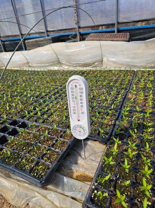 송청님의 고추 모종 심으셨나요? · 참여글 작성글 사진