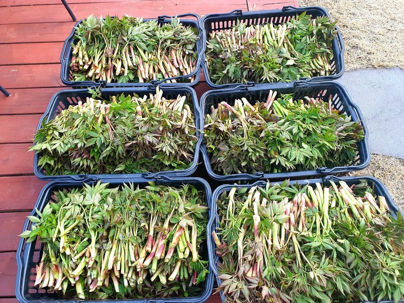 홍천산채농원님의 장터 판매 상품 [유기농산물 눈개승마 ] 첨부 사진