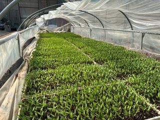 이재운님의 고추 모종 심으셨나요? · 참여글 작성글 사진