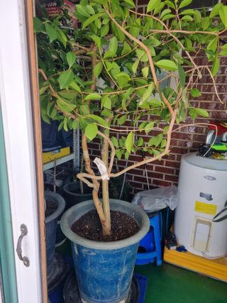 김용대님의 자유주제 · 자유게시판 작성글 사진