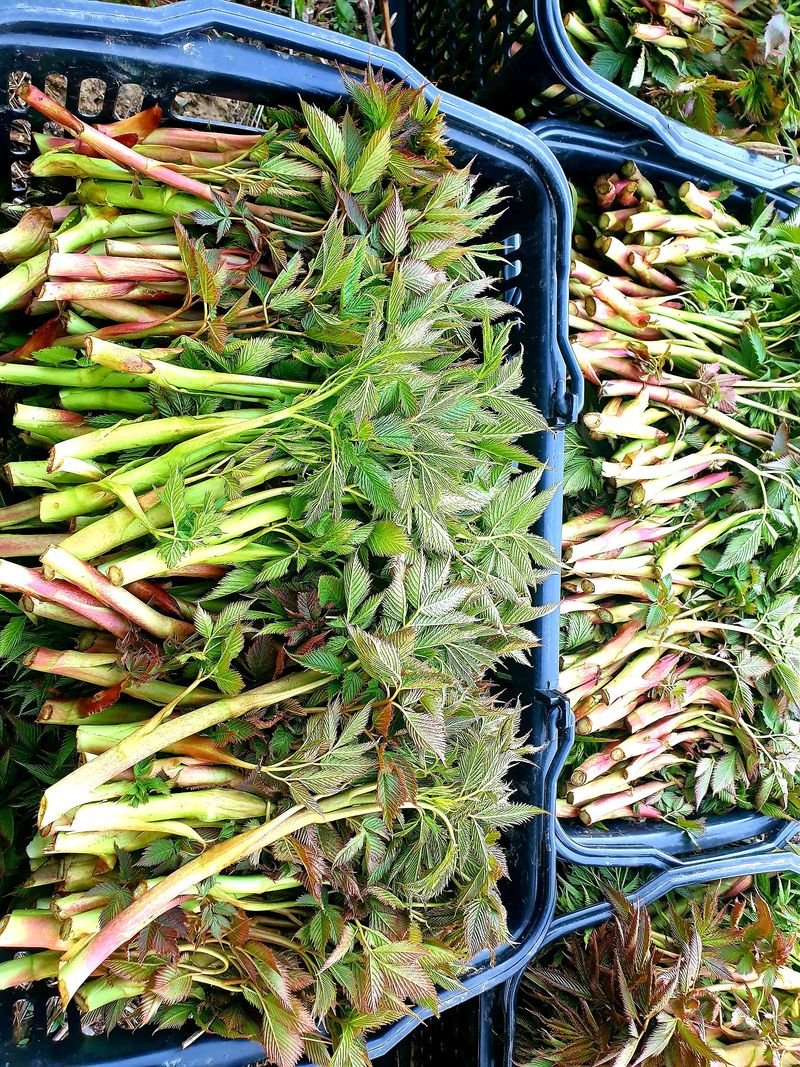 홍천산채농원님의 장터 판매 상품 [유기농산물 눈개승마 ] 첨부 사진