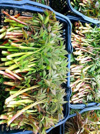 홍천산채농원님의 작성글 사진