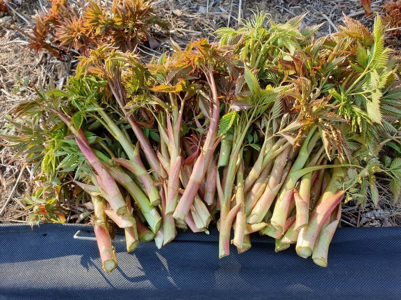 홍천산채농원님의 장터 판매 상품 [유기농산물 눈개승마 ] 첨부 사진