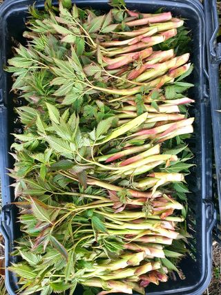 홍천산채농원님의 작성글 사진