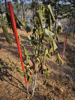 황찬용님의 농사, 무엇이든 물어보세요! · 참여글 작성글 사진